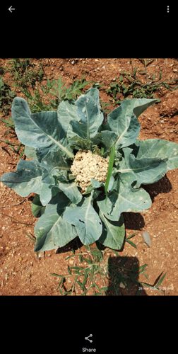 cauliflower crop with leaf damage — real farmer photo